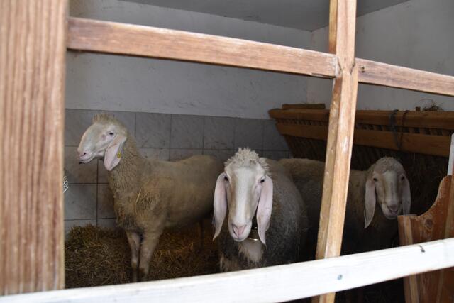In den Ställen sind die Schafe vor dem Wolf noch sicher. Auf dem Bergweiden muss heuer wieder mit Verlusten gerechnet werden. | Foto: Kainz