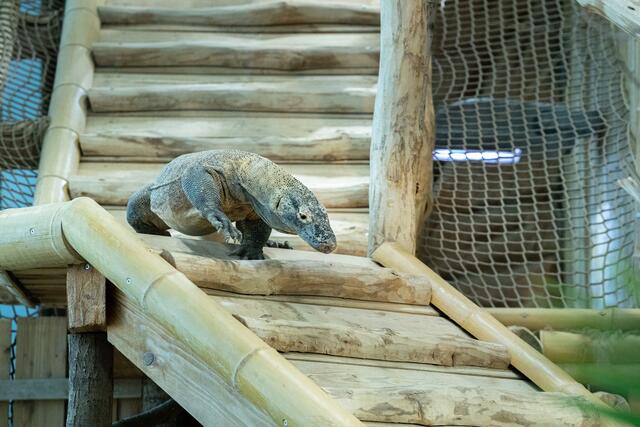 Dieser Komodowaran geht wenn er muss auch brav an der Leine.  | Foto: Oliver Tree_tangoromeo
