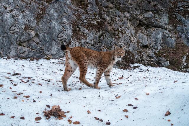 Lakota ist einer von sechs Luchsen, die im Nationalpark Kalkalpen ihr Revier haben.