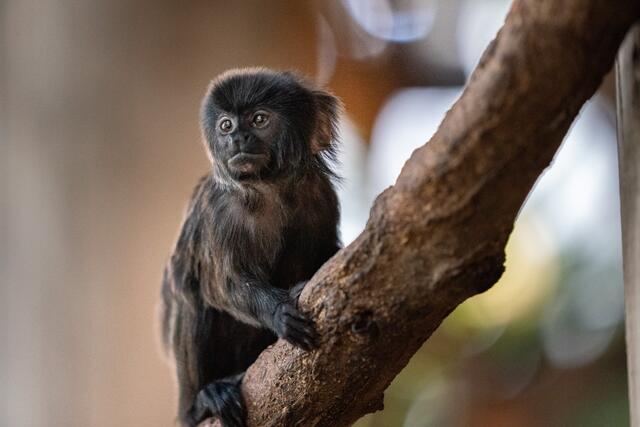 Die Springtamarine haben sich bereits sehr auf die Besucher gefreut. | Foto: Oliver Tree_tangoromeo