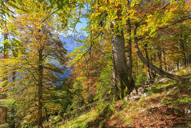 Seit 1997 gibt es den Nationalpark Kalkalpen