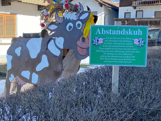 Almabstandskuh - zwei Meter!