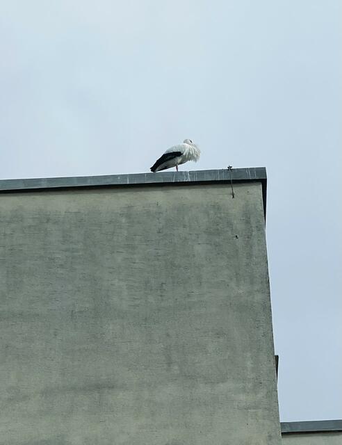 Albert trägt einen türkis-blauen Fußring | Foto: Weninger