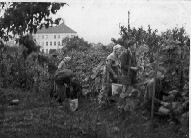 Weinlese Mitte der 30er Jahre im Weingarten hinter dem Theresianum