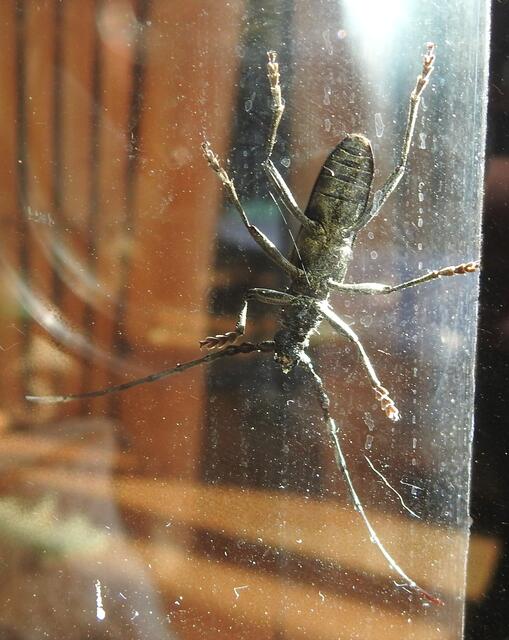 Das Terrarium bietet die Möglichkeit mal einen solchen Käfer beim Krabbeln von unten zu fotografieren