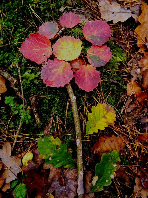 Waldblume im Herbst - gelegt vor vielen Jahren - ich weiß noch in welchem Wald sie lag