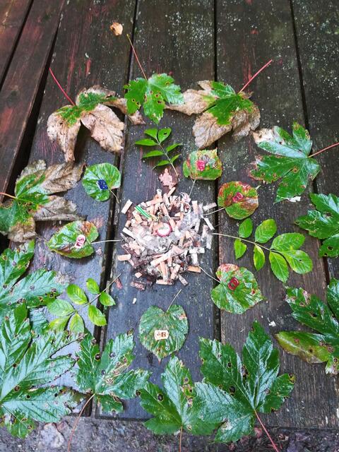 Bei einem Rastplatzerl sammelte ich dieses Häufchen Tschickstummel und setzte es anschaulich mit Blättern in Szene. Danach landeten sie in einem Sackerl und zuhause in der Mülltonne