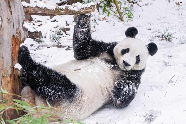 Pandamännchen Yuan Yuan fühlt sich im Schnee sichtlich wohl. | Foto: Daniel Zupanc
