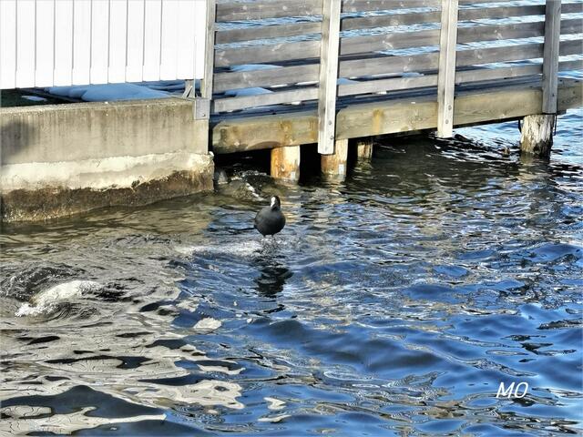 Blässhuhn im Wörthersee