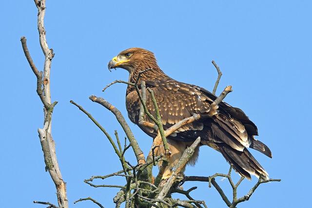 Kaiseradler sind in Niederösterreich heimisch. | Foto: Josef Stefan