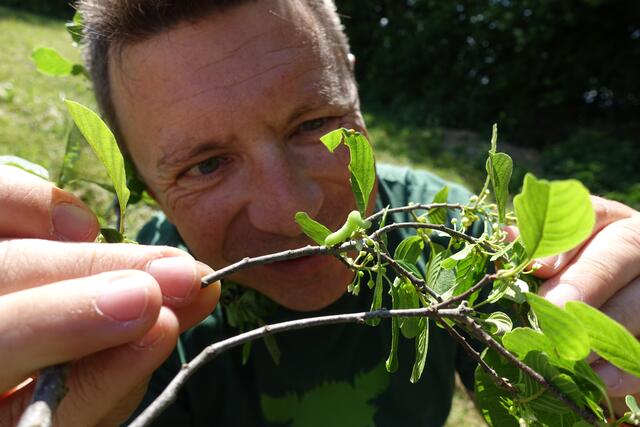 C.S.I. PhänoBiota: Forschen mit pflanzlichen Neuankömmlingen aus aller Welt | Foto: Lacon