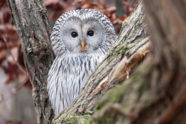 Die Habichtskäuze sind bereits eingezogen und können jetzt am Weg zum Tirolerhof beobachtet werden. | Foto: Daniel Zupanc