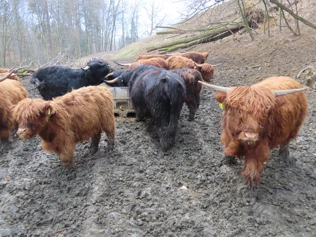 Schottisches Hochlandrind