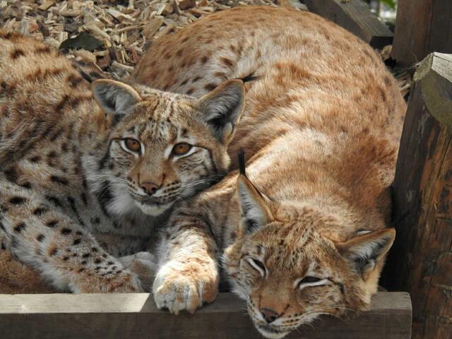 Am Fuß der Nordkette, über den Dächern Innsbrucks, der Landeshauptstadt von Tirol, befindet sich der auf 750 m Höhe gelegene Alpenzoo. | Foto: Alpenzoo Innsbruck