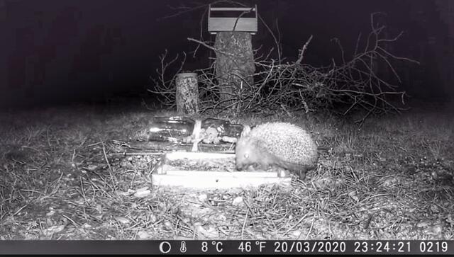 Ein nachtaktiver Igel bedient sich im Garten an einer, für ihn bereitgestellten, Futterschale