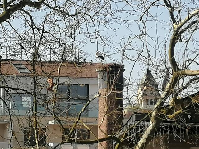 Blick auf den Storchenhorst und das Rathaus von Leibnitz
