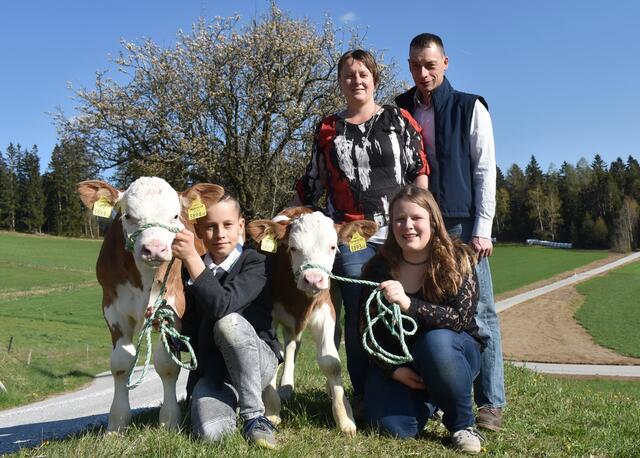 Familie Sitka aus Miesenbach bei Birkfeld kümmert sich um die Zucht von Fleckvieh-Rindern.