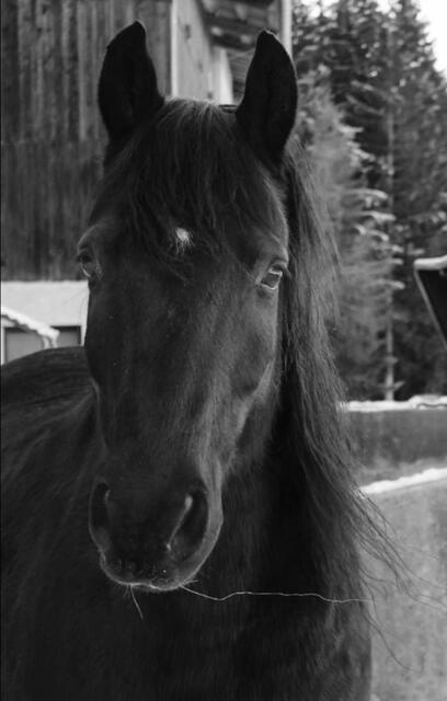 Als einzige Tierbestattung in Tirol bietet Chiara Fiegl von der Tierbestattung "Engelspfote" auch Einzeleinäscherung von Pferden an.