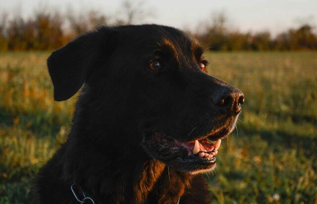 Mit dem Foto ihres Hundes errang Katja den Platz 3 in der Kategorie Natur.