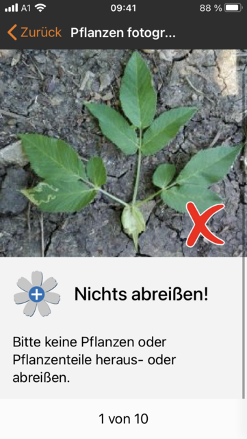 Unser App-Tipp der Woche "Flora Incognita" ist eine kostenlose App zur Pflanzenbestimmung über selbst gemachte Fotos. Flora Incognita gibt es für IOS und Android. | Foto: Screenshot