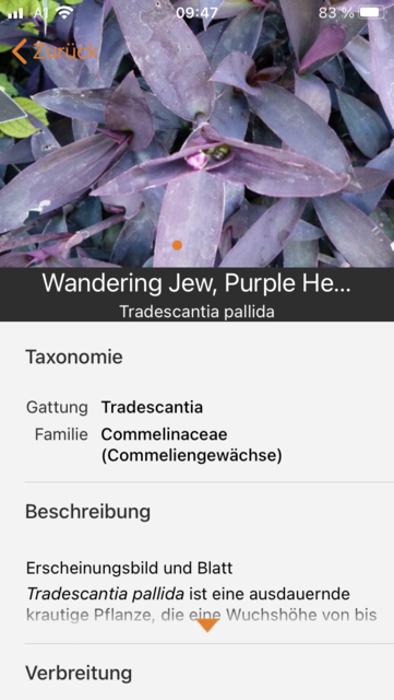 Unser App-Tipp der Woche "Flora Incognita" ist eine kostenlose App zur Pflanzenbestimmung über selbst gemachte Fotos. Flora Incognita gibt es für IOS und Android. | Foto: Screenshot