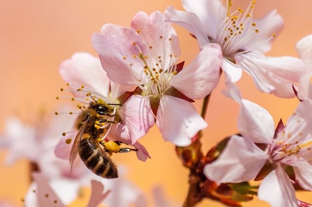 Bienen brauchen Blüten: Der größte Trend 2021 heißt "Nachhaltigkeit": Im Prinzip geht es darum, rücksichtsvoll mit den Ressourcen aus dem eigenen Garten umzugehen. Man kann etwa das Regenwasser sammeln, um Wasser einzusparen, einen Kompost für Bioabfälle anlegen. Ein weiterer Trend ist, auf die Tiere im Garten zu achten und sie zu unterstützen.