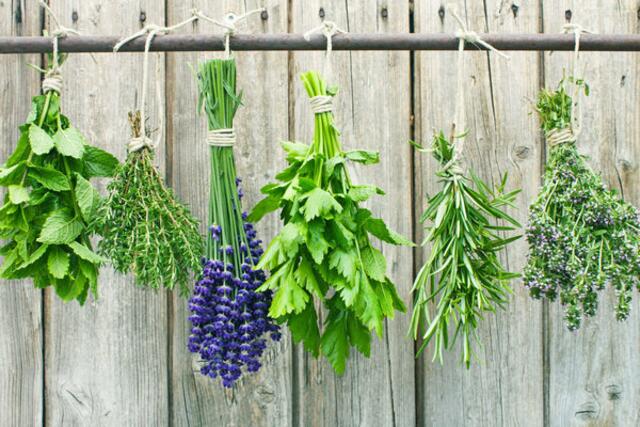 Frische Kräuter eignen sich für einen Wandgarten in der Küche.