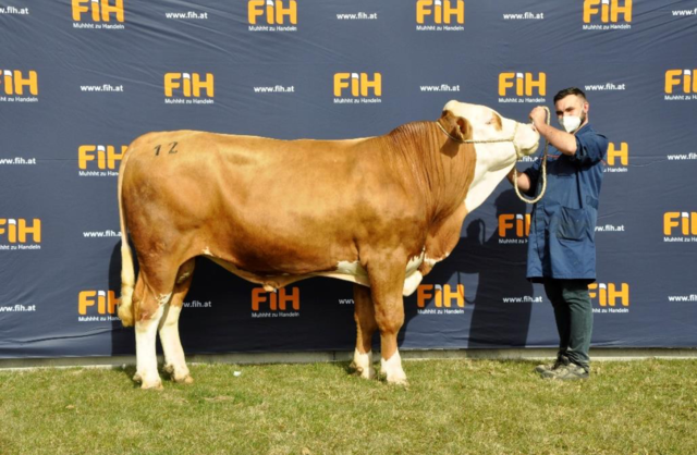 Den Höchstpreis von 12.000 Euro erzielte ein genetisch mischerbig hornloser Evergreen-Sohn, gezüchtet von Mato Janjic, erworben von der Bayern Genetik GmbH.
