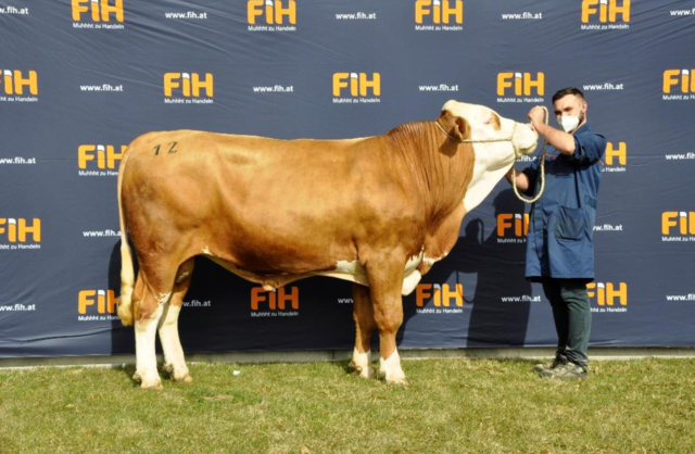 Den Höchstpreis von 12.000 Euro erzielte ein genetisch mischerbig hornloser Evergreen-Sohn, gezüchtet von Mato Janjic, erworben von der Bayern Genetik GmbH. | Foto: FIH