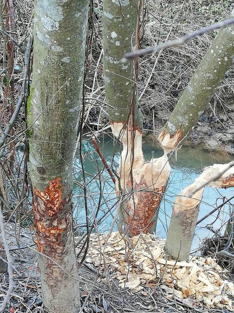 Detailgenau arbeitete ein Biber in Limbach.