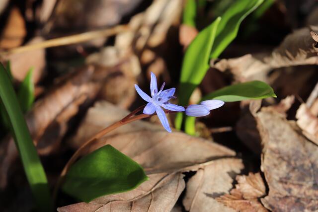 Blausternchen trifft Bärlauch