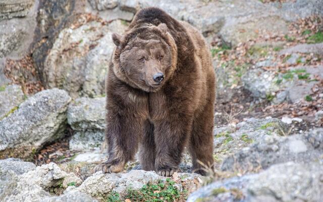 Braunbär Aragon ist schon draußen unterwegs. | Foto: Zoo Salzburg