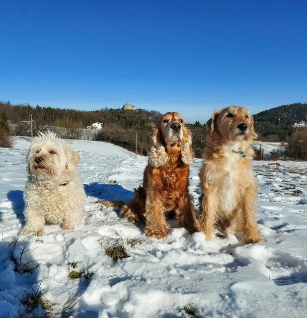 Spaziergang in Landsee. Im Hintergrund Burgruine Landsee zu sehen.