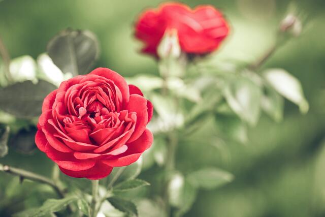 Foto: Unsplash