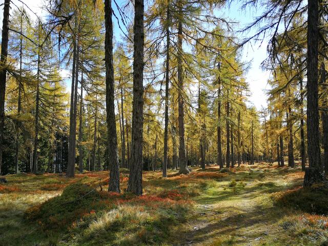 Mit dem immer stärker werdenden Gesundheitsbewusstsein der Menschen und dem Bewusstsein für die Umwelt – diese Prozesse begannen bereits vor zwei, drei Jahrzehnten – hat auch Holz immer mehr an Beliebtheit gewonnen. | Foto: proHolz Salzburg
