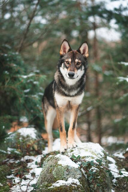 Nur eines von drei Wolfsrudeln konnte nachgewiesen werden. Der WWF warnt vor illegalen Abschüssen. | Foto: Tahoe