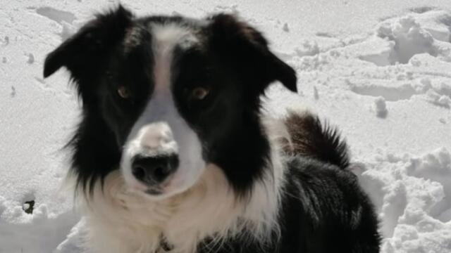 Jimmy ist sehr zutraulich und menschenfreundlich. | Foto: Fam. Haid