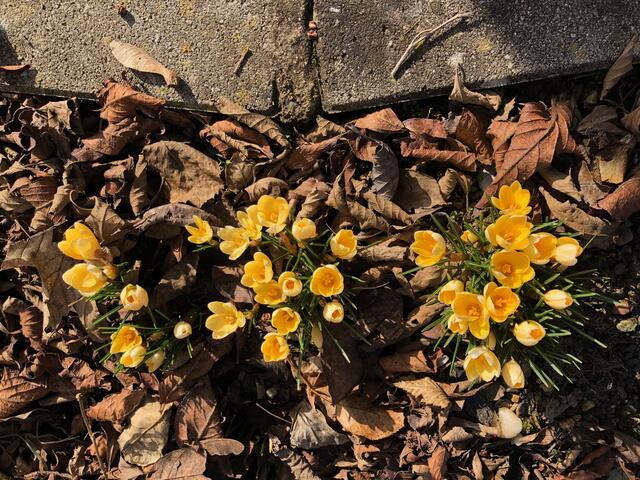 Die ersten Frühlingsboten stecken bereits ihre Köpfe aus der Erde.