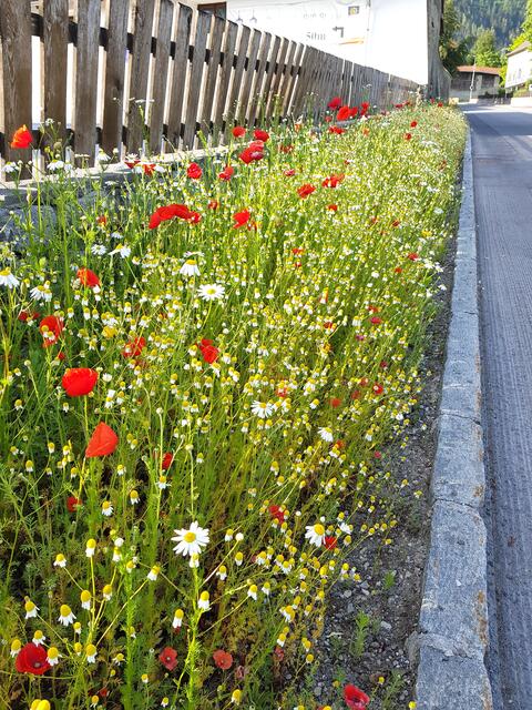 Artenreiche Blumenwiese (im Bild in Stams).