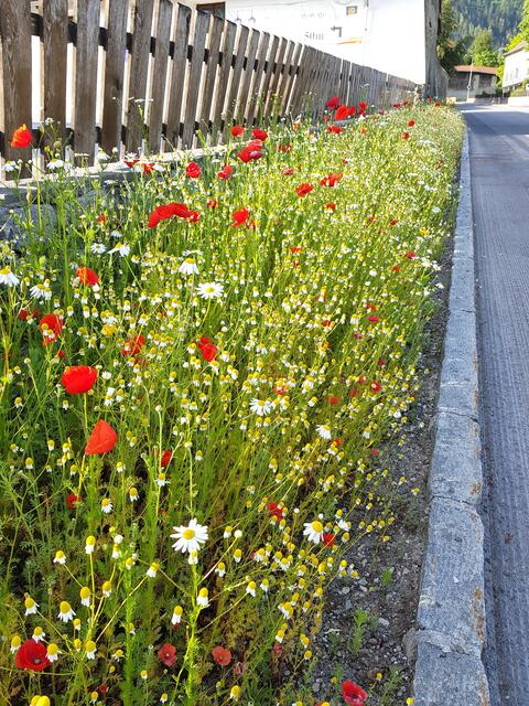 Artenreiche Blumenwiese (im Bild in Stams). | Foto: M. Schernthanner