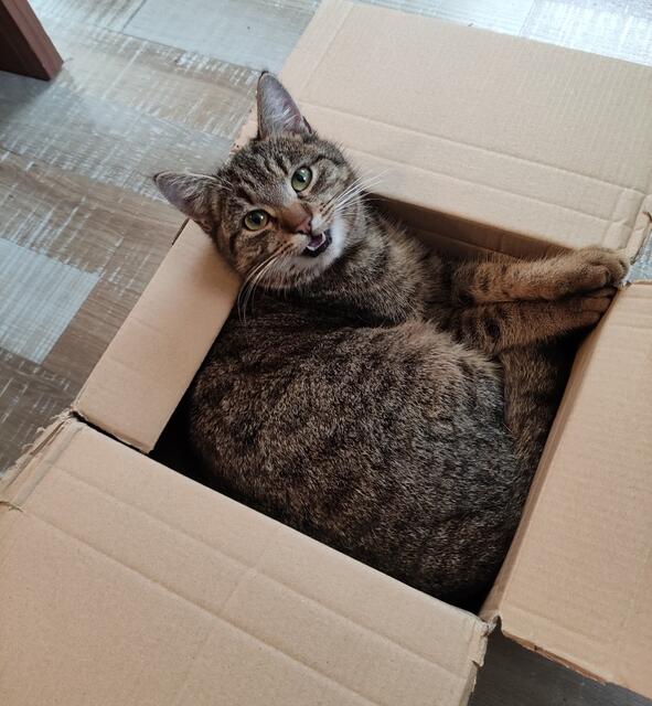 Wer hat „Kira“ gesehen? Hinweise bitte an die Besitzer unter der Telefonnummer 0678/1257 266.