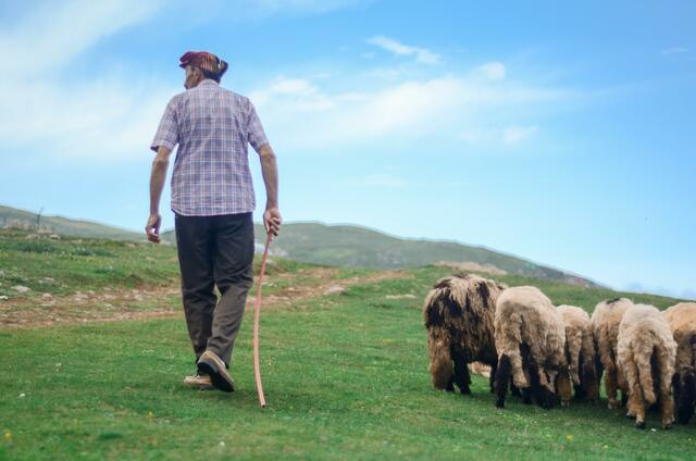 Eine Machbarkeitsstudie des Landes Tirol bestätigt, dass bei weitem nicht alle der insgesamt 500 Almen in Tirol wolfssicher schützbar sind | Foto: Pexels/Ekrulila