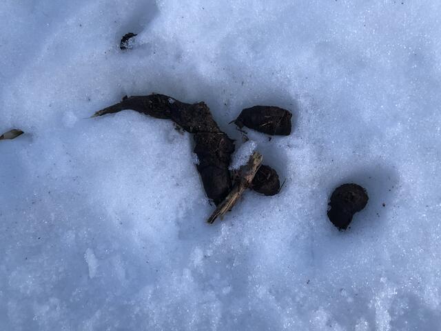 Die Schneeschmelze hat inzwischen so manch unangenehme Hinterlassenschaft auf den Spazierwegen und Feldern wieder zutage gebracht.