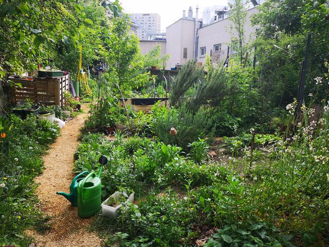 Im Sommer sieht der Alsergrunder Grätzlgarten prachtvoll aus und bietet Futter und Verstecke für viele Tierarten.
