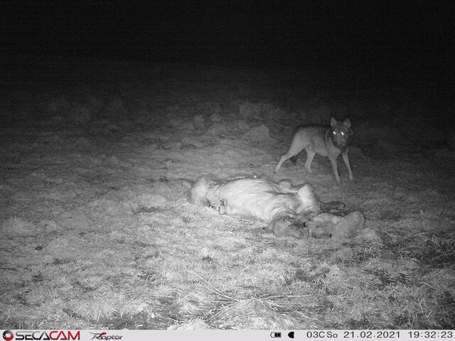 Eine Wildkamera hat den Wolf dokumentiert. Er hat im Ortsgebiet ein Schaf gerissen. | Foto: Foto: KK