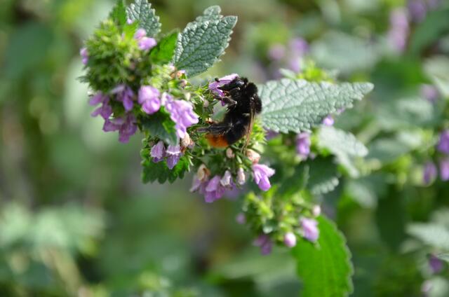 Auch die Hummeln gehören zu den Wildbienen. Hier sitzt eine Steinhummel auf einer wilden Taubnessel im Grätzlgarten Alsergrund.