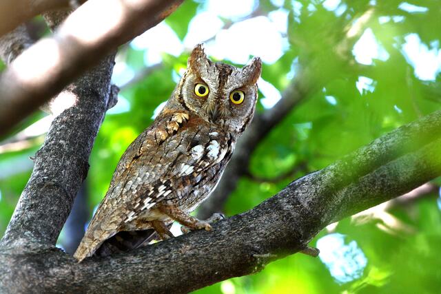 Die Zwergohreule brütet hierzulande nur noch sehr selten, der Naturschutzbund will das ändern. | Foto: Otto Samwald