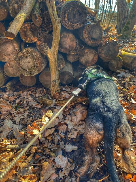 Dackel besitzen einen ausgeprägten Jagdinstinkt