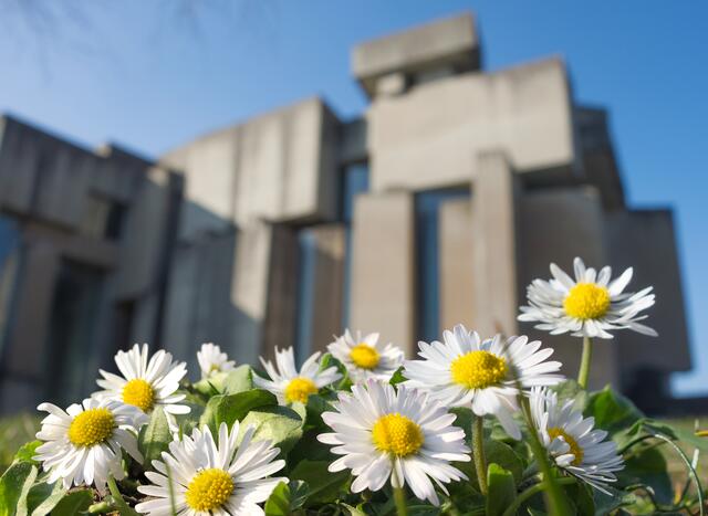 Die Gänseblümchen vor der Wotruba-Kirche spielen im Buch eine ebenso wichtige, wie köstliche Rolle. Ihnen ist ein eigenes Kapitel gewidmet. | Foto: Wildes Wien