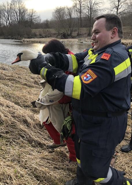 Hasenzagl Anton jun. rettete verletzten Schwan aus der Traisen. | Foto: FF-Ratzersdorf